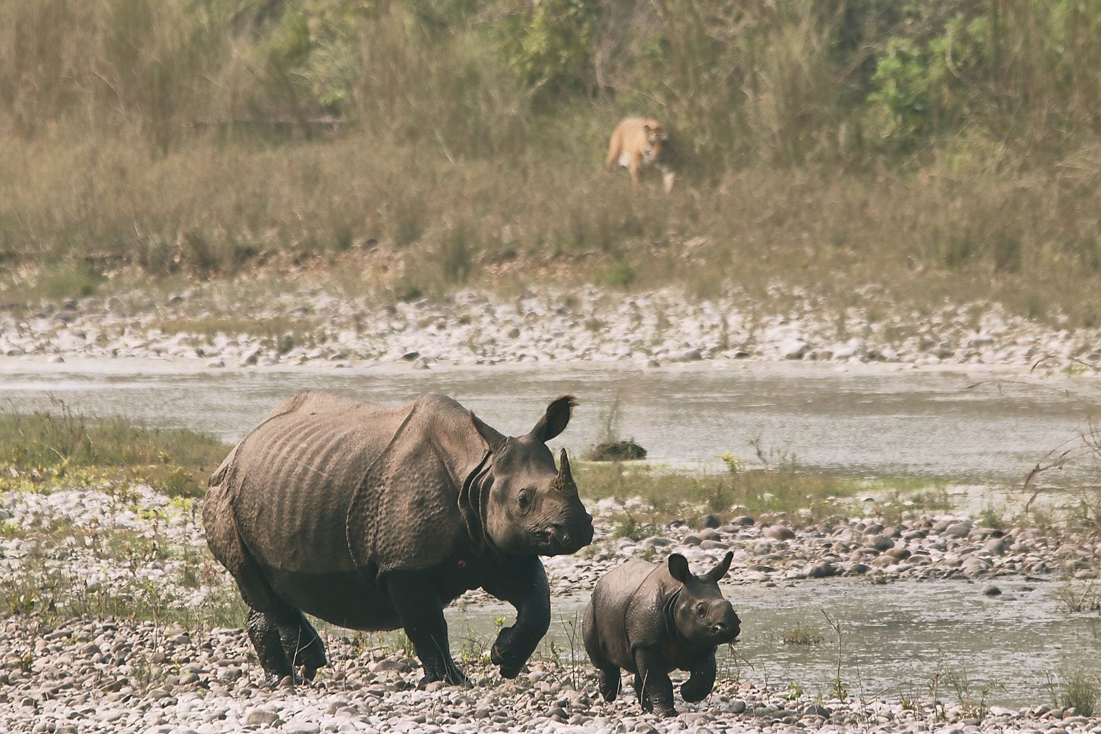 Sacred & Untamed Nepal